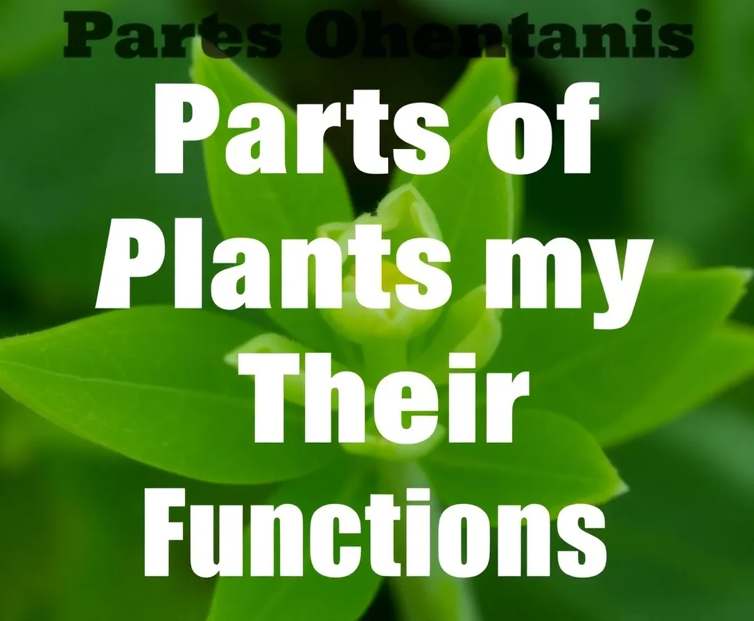 Modern Plant Knowledge Quiz
