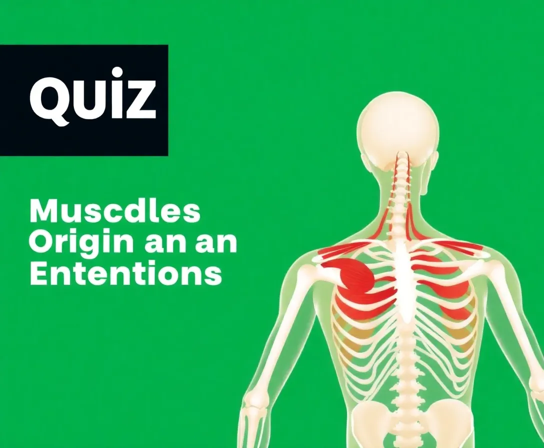 Origin, Insertion, And Action Of Muscles Quiz