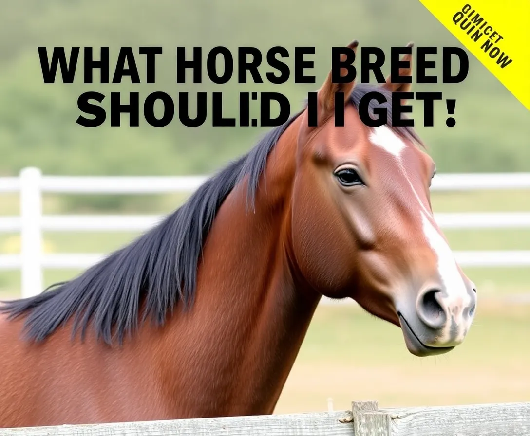 What Horse Breed Should I Get?