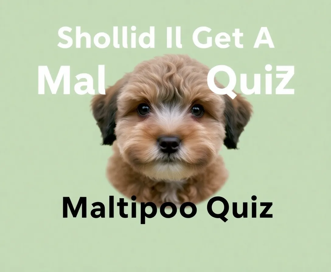 Should I Get A Maltipoo Quiz